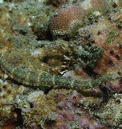 Afbeeldingsresultaten voor Corythoichthys schultzi. Grootte: 176 x 185. Bron: reeflifesurvey.com