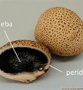 Afbeeldingsresultaten voor "gleba Chrysostricta". Grootte: 172 x 185. Bron: www.aquaportail.com