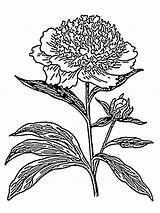 Peony Flower Coloring Pages Peonies Clipart Svg Plant Vector Biology Drawing Hydrangea Outline Flowers Transparent Leaves Clip Botany Printable Dachshund sketch template