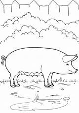Pig Farm Coloring Pages sketch template