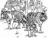 Tigers Tiger sketch template