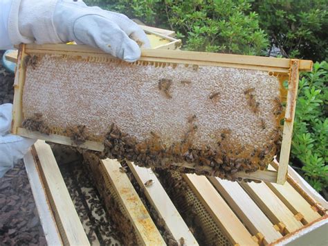 full frame  capped honey  todays inspection  belongs   bees