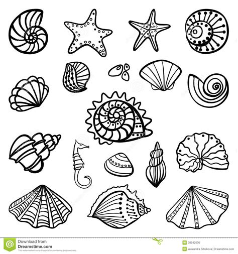 shell coloring pages    print