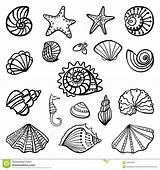 Shells Shell Coloring Sea Pages Seashell Seashells Printable Drawing Beach Print Clipart Scallop Colouring Color Kids Book Line Animals Draw sketch template