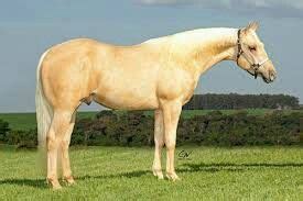 palomino quarter horse horses palomino quarter horse