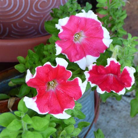 caring  petunias  pots   grow petunias  containers