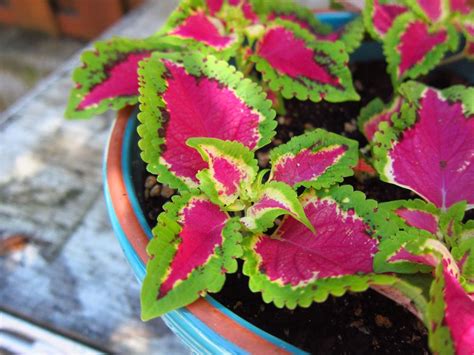 top  outdoor plants  thrive indoors