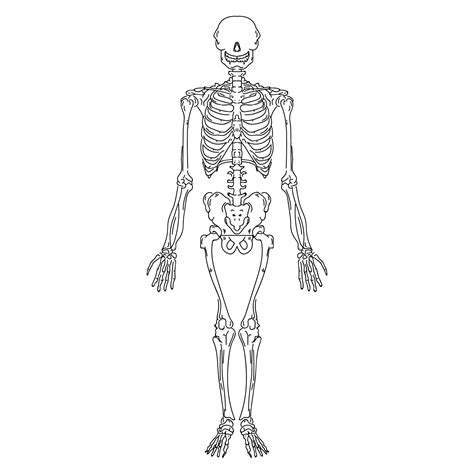 esqueleto humano dibujado  mano  vector en vecteezy