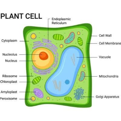 plant cell facts facts   kids
