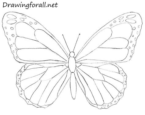 draw  butterfly  beginners drawingforallnet