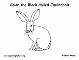 Jackrabbit Tailed Exploringnature sketch template