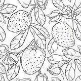 Soursop Illustrations Seamless Pattern Stock Branches Background sketch template