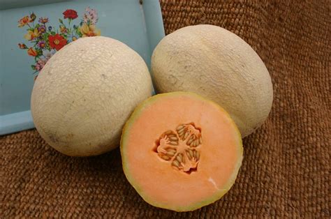 goddess cantaloupe  treated seedway