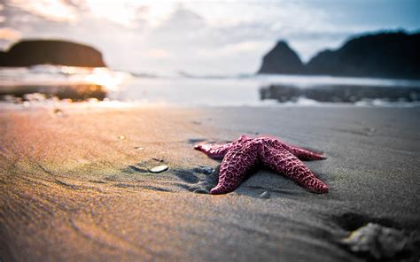 daily wallpaper starfish    waste  time