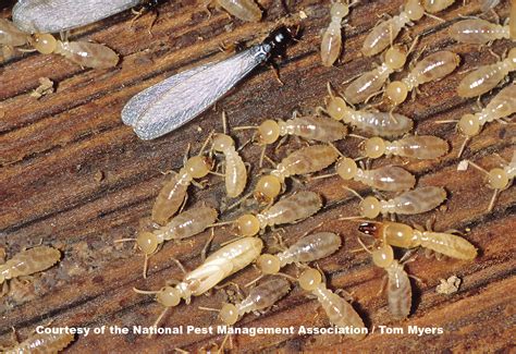 termite facts  kids termite information  students