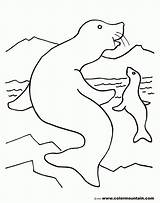 Seal Coloring Pages Swimming Baby Harp Color Seals Elephant Activity Getdrawings Drawing Getcolorings Popular sketch template