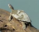 Afbeeldingsresultaten voor Indische dakschildpad. Grootte: 125 x 103. Bron: eol.org
