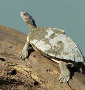 Afbeeldingsresultaten voor Indische dakschildpad. Grootte: 174 x 185. Bron: eol.org