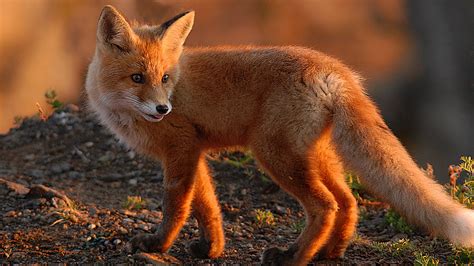 red fox foxes wallpaper  fanpop