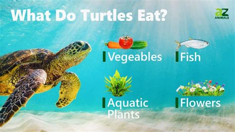 turtles eat   animals
