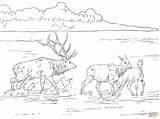 Coloring Rocky Elk Mountain Pages Mountains Color Print sketch template