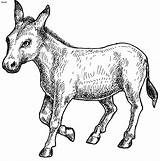 Ane Coloriage Domestic Donkey Colorier Bangsaku Glokal Bahasaku sketch template