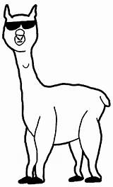 Alpaca Coloring Pages Clipart Cool Designlooter Webstockreview sketch template