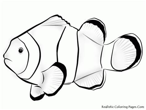 clownfish coloring page   clownfish coloring page png