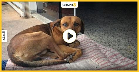 بالفيديو الهند كلب ضال يأكل جثة فتاة في مشرحة المستشفى وحالة غضب