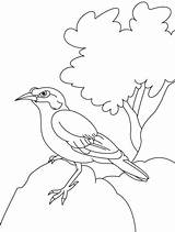 Coloring Myna Common Pages Bird Indian Rock Sitting Cute Clip Colouring Mynah Designlooter Drawings Library Doli Template 556px Comments Codes sketch template