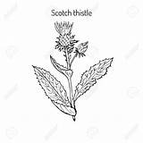 Thistle Scottish Drawing Line Scotch Getdrawings sketch template