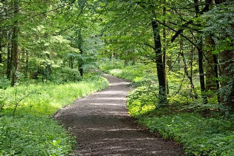 forest path nature  photo  pixabay