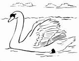 Swan sketch template