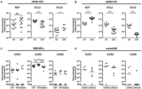 e7 epidermis produce ccl2 and ccl5 and mcs express the corresponding