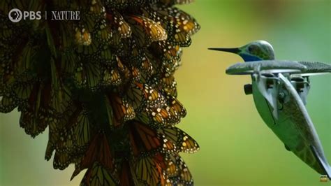 tiny hummingbird drone films  monarch butterflies swarm   close