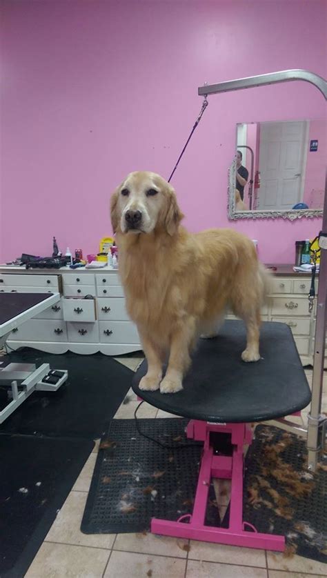 dog standing  top   chair   hair salon