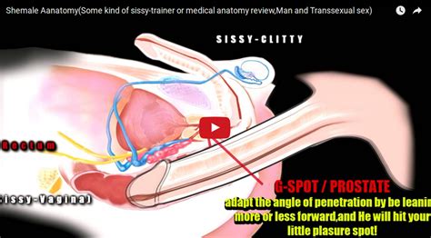 anatomy of anal sex
