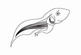 Clipart Frog Tadpole Cliparts Tadpoles Clip Frogs Cycle Pages Life Sketch Library Colouring Favorites Add sketch template