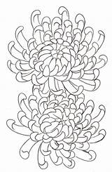 Chrysanthemum Coloring Meaningful Most Collection Kids Children Webtech360 sketch template