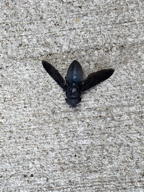 ive    huge flying black bugs  lakewood ohio   cleveland