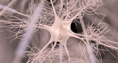 microscopic  model  motoric neuron nerve kezans portfolio