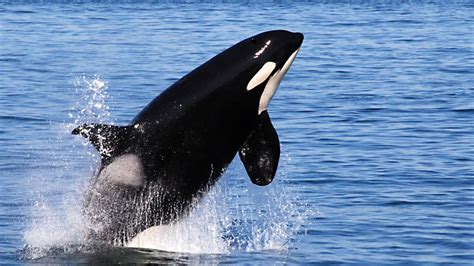 killer whale avoids eating people helped  century whalers