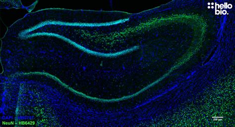 anti neun antibody validab neuronal marker mouse monoclonal