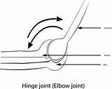 Hinge Drawing Joint Line Easily Layers Changed Separate Elements Color sketch template