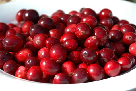 multiple sclerosis research cranberry extracts  good  bladder