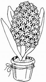Flori Colorat Primavara Jacinthe Hyacinth Zambile Planse Desene P107 sketch template