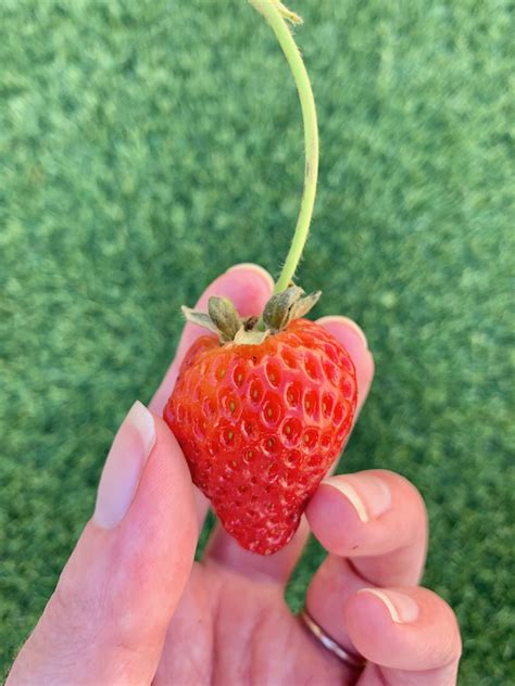 strawberry growing tips   grow big juicy strawberries