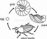 Cycle Lebenszyklus Beetle Maikäfer Cockchafer Melolontha Sp Ciclo Entwicklungsstufen Käfer Erwachsenen Reihenfolge Ontogenia Abejorro sketch template