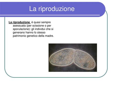 il regno dei protisti powerpoint  id