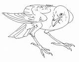 Raven Crow Lineart Kipine Deviantart sketch template